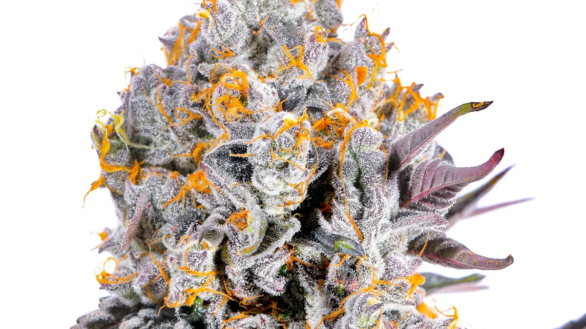 Delta 8 Flower: Dosage and Consumption Tips