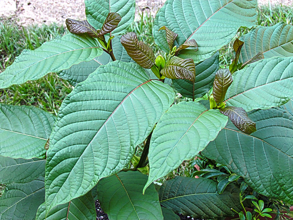 Finding the Best Kratom: Expert Reviews and Recommendations